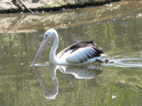 Pelican Healsville